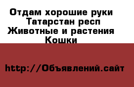Отдам хорошие руки - Татарстан респ. Животные и растения » Кошки   